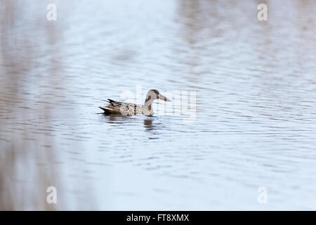 Le Canard souchet (Anas clypeata). La région de Moscou, Russie Banque D'Images