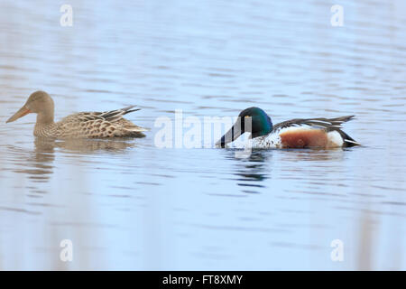 Le Canard souchet (Anas clypeata). La région de Moscou, Russie Banque D'Images