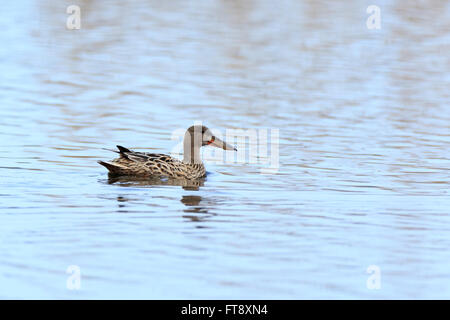 Le Canard souchet (Anas clypeata). La région de Moscou, Russie Banque D'Images