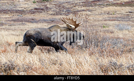 Bull Moose au cours de l'automne saison de rut Banque D'Images