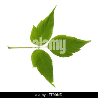 L'érable frêne vert (Acer negundo) feuille. Isolé sur fond blanc. Banque D'Images
