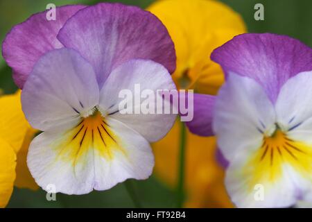 Fleurs Jaune Violet Viola Banque D'Images