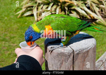 L'alimentation d'un arc-en-ciel de couleurs vives (Trichoglossus haematodus) assis sur un poteau de clôture Banque D'Images