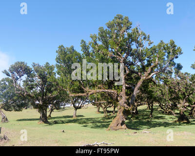 Arbres Laurel à Madère, Mars 2016 Banque D'Images