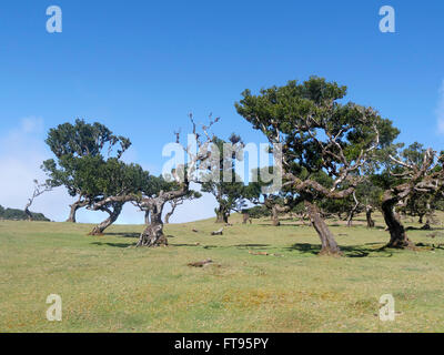 Arbres Laurel à Madère, Mars 2016 Banque D'Images