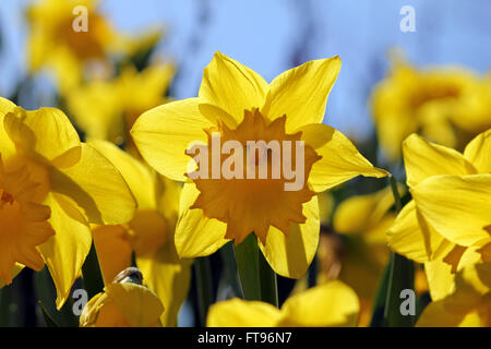 Hampton Court, London, UK. 25 mars 2016. Météo France : une série de jonquilles jaune à côté de la Tamise à Londres, Hampton Court, ardent dans le chaud soleil du printemps le vendredi matin. Credit : Julia Gavin UK/Alamy Live News Banque D'Images