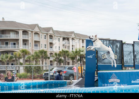 Fernandina Beach, USA. 25 mars, 2016. Les chiens à travers les Etats-Unis en concurrence dans le Big Air compétition pendant la Florida International Championnat du Monde de Surf Chien Plage principale sur Amelia Island, USA. Crédit : David Day/Alamy Live News. Banque D'Images