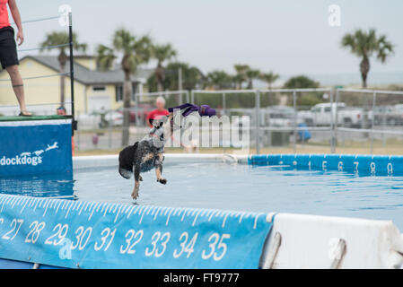 Fernandina Beach, USA. 25 mars, 2016. Les chiens à travers les Etats-Unis en concurrence dans le Big Air compétition pendant la Florida International Championnat du Monde de Surf Chien Plage principale sur Amelia Island, USA. Crédit : David Day/Alamy Live News. Banque D'Images