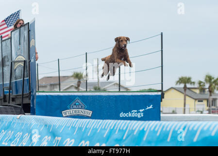 Fernandina Beach, USA. 25 mars, 2016. Les chiens à travers les Etats-Unis en concurrence dans le Big Air compétition pendant la Florida International Championnat du Monde de Surf Chien Plage principale sur Amelia Island, USA. Crédit : David Day/Alamy Live News. Banque D'Images