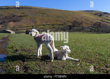 Muker, Swaledale, Yorkshire Dales. Vendredi 25 mars 2016. Météo britannique. Avec une météo prédite pour beaucoup au fil des week-end férié, un couple de nouveaux nés agneaux apprécié le soleil près du village de Muker dans Swaledale. Crédit : David Forster/Alamy Live News Banque D'Images