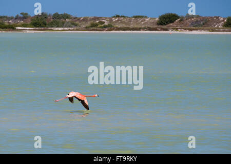 Les Flamingo venant pour l'atterrissage. Un seul oiseau bas volets sur les eaux de la lagune, dans une approche à l'atterrissage. Banque D'Images