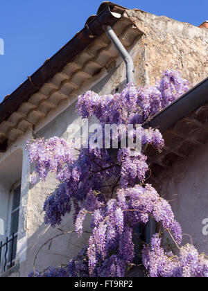 Tuyau de vidange de drapés de glycines. Une glycine en fleurs extravagantes remonte un tuyau de vidange sur le côté d'une maison dans un petit hameau. Banque D'Images