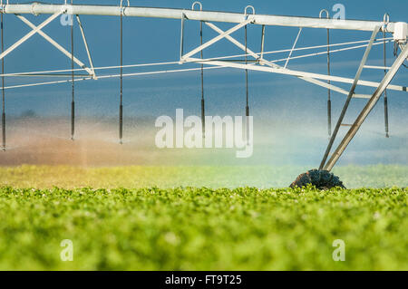 Un système d'irrigation à pivot central crée des arcs-en-ciel comme s'il introduit un champ de luzerne. Othello, Washington, United States. Banque D'Images