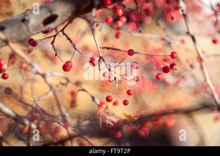 Les baies d'un arbre de cerisier (Prunus pensylvanica) à l'automne (automne). Banque D'Images