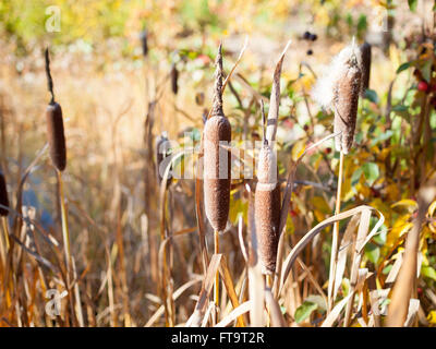 Quenouilles (Typha latifolia commune) à l'automne. Saskatoon, Saskatchewan, Canada. Banque D'Images