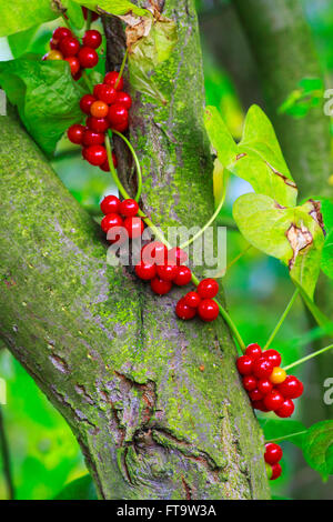 Bryony Tamus communis noir baies mûres Banque D'Images