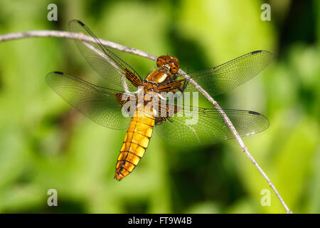 À corps large Libellula depressa femelle adulte Chaser Banque D'Images