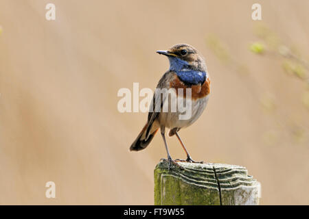 Gorgebleue à miroir / Blaukehlchen ( Luscinia svecica ), mâle adulte, perché sur un piquet devant un arrière-plan. Banque D'Images