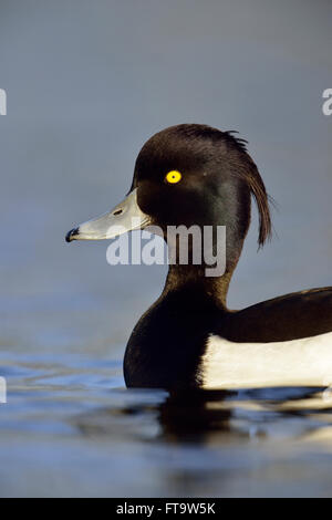 Canard touffeté ( Aythya fuligula ), mâle adulte en tenue d'élevage, gros plan, photo de tête détaillée, nager le long, faune, Europe. Banque D'Images