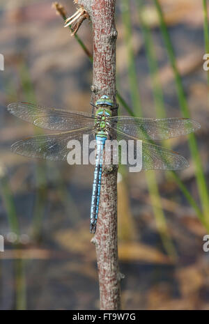 L'Empereur libellule Anax imperator femelle adulte au repos Banque D'Images