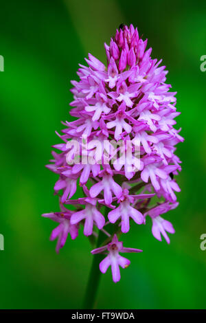 Anacamptis pyramidalis orchidée pyramidale close-up de fleur Banque D'Images