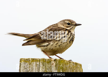 Meadow Pipit spioncelle Anthus pratensis perché adultes Banque D'Images