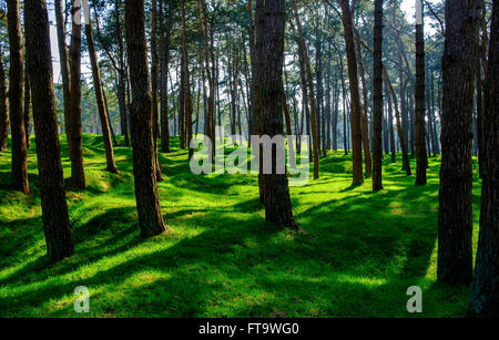 Woods à la crête de Vimy montrant vieux cratères et des tranchées de la Première Guerre mondiale bataille Banque D'Images