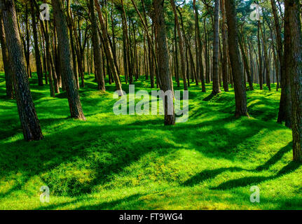 Woods à la crête de Vimy montrant vieux cratères et des tranchées de la Première Guerre mondiale bataille Banque D'Images