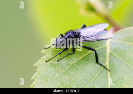 La Fly Bibio marci adulte au repos sur des feuilles de bouleau Banque D'Images