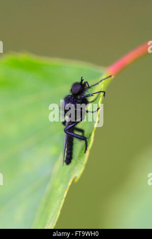 La Fly Bibio marci hot perchée sur une feuille de bouleau Banque D'Images