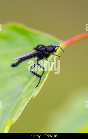 La Fly Bibio marci hot perchée sur une feuille de bouleau Banque D'Images