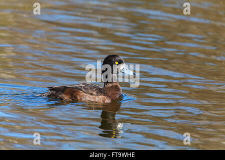 Fuligule morillon Aythya fuligula femelle adulte natation Banque D'Images