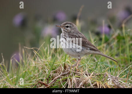 Pipit Anthus Berthelotii Berthelots, maderensis, seul oiseau sur l'herbe, Madère, Mars 2016 Banque D'Images