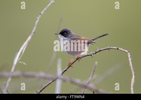 Paruline à lunettes Sylvia conspicillata, bella, seul oiseau sur branche, Madère, Mars 2016 Banque D'Images