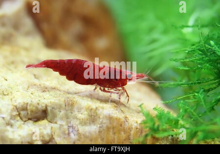 La crevette cerise femelle dans un aquarium planté Banque D'Images