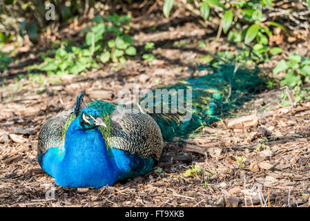 Peacock reposant au soleil Banque D'Images