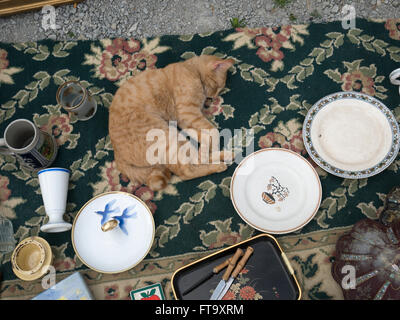 Un chat de gingembre prend une sieste entre les éléments énoncés dans le coffre d'une voiture en Languedoc, France Banque D'Images