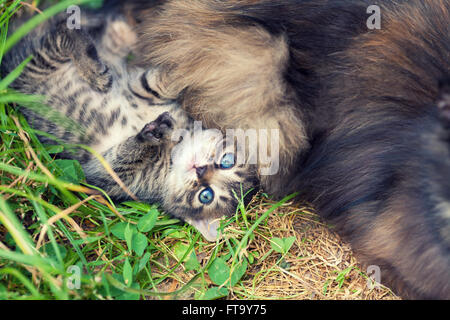 Petit Chaton couché sur le dos près de mère chat sur l'herbe Banque D'Images