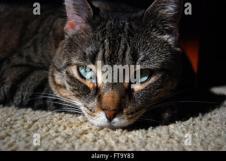 Chat tigré aux yeux verts fixant au soleil à ennuyer Banque D'Images