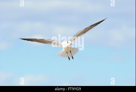 Vol d'oiseaux est un noir et blanc d'un fermé détaillée un bel oiseau de l'ampleur alors qu'au milieu de l'avion. Banque D'Images