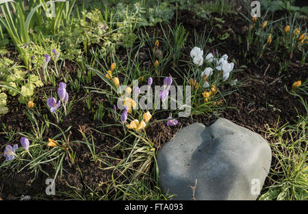 Jaune Violet et Blanc tulipes dans le jardin Banque D'Images