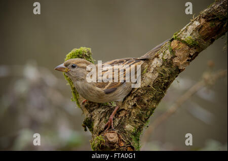 Arbre femelle moineau assis sur une branche Banque D'Images