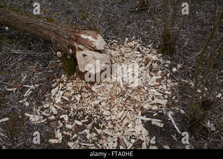 Un arbre abattu par un castor. Banque D'Images