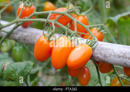 Arbre généalogique de tomates Banque D'Images