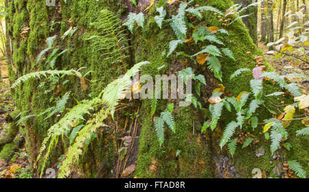 La mousse de chêne monumental enveloppé avec beaucoup de fougères polypode commun,la forêt de Bialowieza, Pologne,Europe Banque D'Images