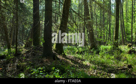 Printemps ombragé alder bog stand avec une végétation luxuriante et de vieux arbres autour de l'aulne,la forêt de Bialowieza, Pologne,Europe Banque D'Images