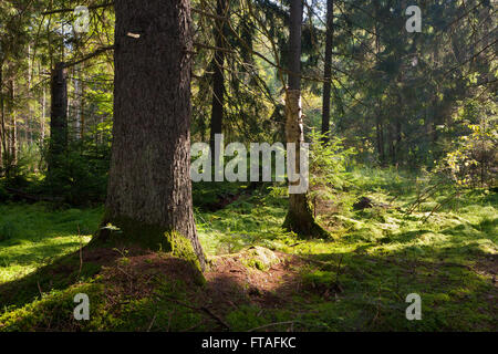 Vieux peuplement résineux de la forêt de Bialowieza matin en été avec des pins et sapins,la forêt de Bialowieza, Pologne,Europe Banque D'Images