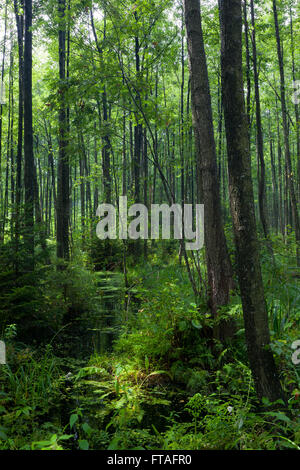 Aulne naturel ombragé-carr stand de Bialowieza avec de l'eau stagnante dans le lever du soleil Banque D'Images