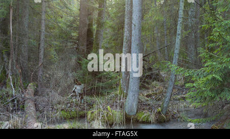 Parmi les aulnes de vieux sapins en hiver vue du coucher de peuplement naturel de la forêt de Bialowieza, forêt de Bialowieza, Pologne,Europe Banque D'Images