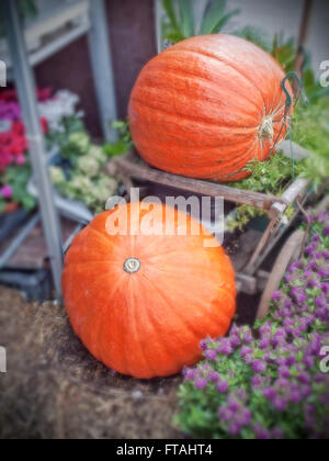 Citrouilles d'Halloween au marché de fleurs fraîches Banque D'Images